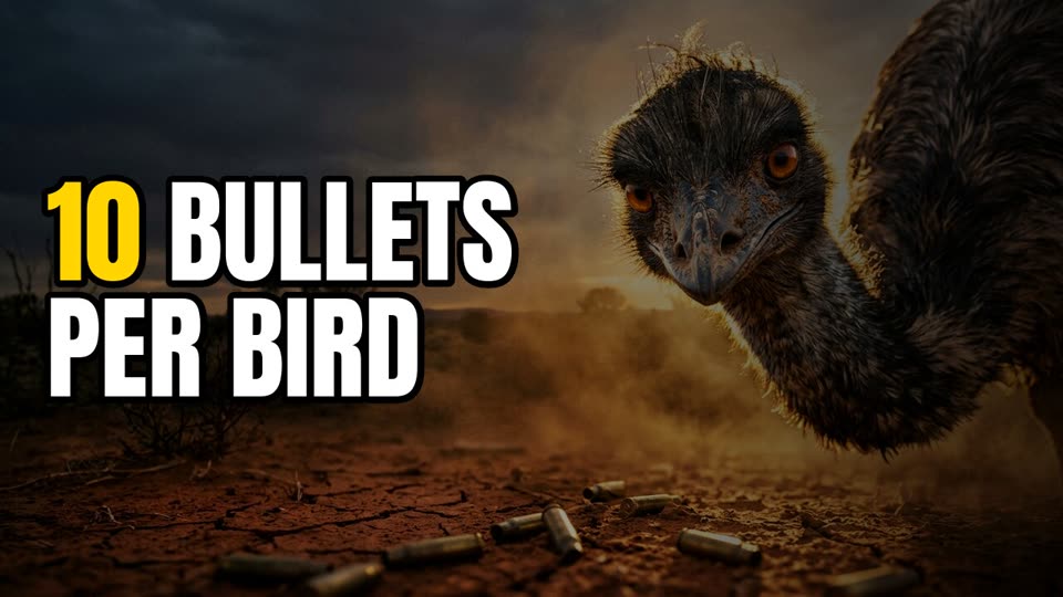 The War Australia Lost to Birds - AI generated YouTube video